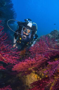 Scuba Mask -Water Sports Store k1b938361ce58886eec05ea4a227825e6